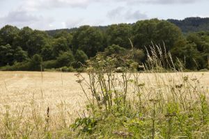 Guisborough - Mark Davis Photography